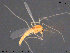  ( - ATNA563)  @11 [ ] CreativeCommons - Attribution Non-Commercial Share-Alike (2015) NTNU University Museum, Department of Natural History NTNU University Museum, Department of Natural History