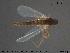  ( - ATNA574)  @13 [ ] CreativeCommons - Attribution Non-Commercial Share-Alike (2015) NTNU University Museum, Department of Natural History NTNU University Museum, Department of Natural History