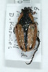  (Octocollis - MIC10002-003)  @14 [ ] Copyright (2013) Christian Moeseneder MIC