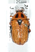  (Bisallardiana variabilis - MIC10009-001)  @14 [ ] Copyright (2013) Christian Moeseneder MIC