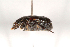  (Bisallardiana sp_bmtg_chm - MIC60108-001)  @11 [ ] Copyright (2013) Christian Moeseneder MIC