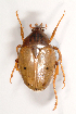  (Schizorhina atropunctata - MIC60440-022)  @14 [ ] Copyright (2013) Christian Moeseneder MIC
