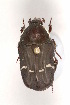  (Glycyphana pulchra - MIC60446-008)  @13 [ ] Copyright (2013) Christian Moeseneder MIC