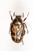  (Lyraphora obliquata - MIC60495-002)  @14 [ ] Copyright (2013) Christian Moeseneder MIC