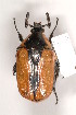  (Chondropyga - MIC60497-002)  @14 [ ] Copyright (2013) Christian Moeseneder MIC