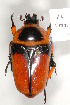  (Dilochrosis brownii - MIC60546-001)  @14 [ ] Copyright (2013) Christian Moeseneder MIC