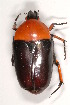  (Dilochrosis atripennis - MIC60565-002)  @14 [ ] Copyright (2013) Christian Moeseneder MIC