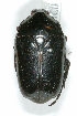  (Dilochrosis ebenina - MIC60608-001)  @11 [ ] Copyright (2013) Christian Moeseneder MIC