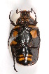 (Chlorobapta goerlingi - MIC60628-002)  @11 [ ] Copyright (2013) Christian Moeseneder MIC