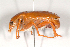 (Schizorhina - MIC60629-001)  @14 [ ] Copyright (2013) Christian Moeseneder MIC