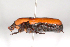  (Micropoecila - MIC60632-001)  @13 [ ] Copyright (2013) Christian Moeseneder MIC