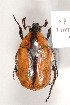  (Chondropyga - MIC60649-001)  @14 [ ] Copyright (2013) Christian Moeseneder MIC