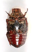  (Lyraphora vittivaria - MIC60650-001)  @11 [ ] Copyright (2013) Christian Moeseneder MIC