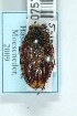  (Storeyus pseudodipterus - MIC60757-001)  @11 [ ] Copyright (2013) Christian Moeseneder MIC