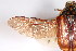  (Chondropyga sp_cnum_chm - MIC60821-001)  @11 [ ] Copyright (2013) Christian Moeseneder MIC