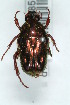 (Lenosoma - MIC60855-001)  @12 [ ] Copyright (2013) Christian Moeseneder MIC