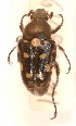  (Neoclithria - MIC61084-001)  @13 [ ] Copyright (2013) Christian Moeseneder MIC