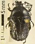 (Bisallardiana sp_bmil_chm - AFBRC8061-03)  @11 [ ] CreativeCommons  Attribution (by) (2018) Christian Moeseneder MIC