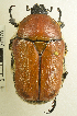  ( - AFBRC8086-03)  @11 [ ] CreativeCommons  Attribution (by) (2019) Christian Moeseneder AFBRC
