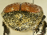  ( - AFBRC8086-03)  @11 [ ] CreativeCommons  Attribution (by) (2019) Christian Moeseneder AFBRC