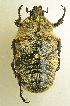  ( - AFBRC8086-03)  @11 [ ] CreativeCommons  Attribution (by) (2019) Christian Moeseneder AFBRC