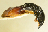  ( - AFBRC8086-04)  @11 [ ] CreativeCommons  Attribution (by) (2019) Christian Moeseneder AFBRC