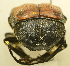  ( - AFBRC8104-01)  @11 [ ] CreativeCommons  Attribution (by) (2019) Christian Moeseneder AFBRC