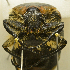  ( - AFBRC8104-04)  @11 [ ] CreativeCommons  Attribution (by) (2019) Christian Moeseneder AFBRC