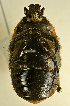  ( - AFBRC8112-01)  @11 [ ] CreativeCommons  Attribution (by) (2019) Christian Moeseneder AFBRC