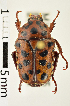  ( - MIC60422-005)  @15 [ ] CreativeCommons  Attribution (by) (2016) Christian Moeseneder MIC