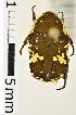  (Glycyphana stolata - MIC60512-001)  @14 [ ] CreativeCommons  Attribution (by) (2016) Christian Moeseneder MIC