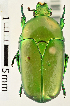  (Hemipharis - MIC60540-008)  @13 [ ] CreativeCommons  Attribution (by) (2016) Christian Moeseneder MIC