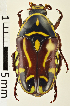  (Eupoecila australasiae - MIC60664-005)  @14 [ ] CreativeCommons  Attribution (by) (2016) Christian Moeseneder MIC