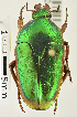  (Mycterophallus - MIC60705-001)  @14 [ ] CreativeCommons  Attribution (by) (2016) Christian Moeseneder MIC