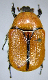  (Diaphonia luteola - MIC60733-001)  @11 [ ] CreativeCommons  Attribution (by) (2016) Christian Moeseneder MIC