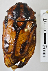 ( - MIC60923-001)  @13 [ ] CreativeCommons - Attribution Share-Alike (2017) Christian Moeseneder Research Collection of Christian H. Moeseneder, Microuniverse Cetoniinae Research Collection