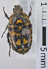 (Clithria - MIC60974-001)  @12 [ ] CreativeCommons  Attribution (by) (2017) Christian Moeseneder MIC