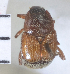  ( - MIC61026-001)  @12 [ ] CreativeCommons - Attribution Share-Alike (2017) Christian Moeseneder Research Collection of Christian H. Moeseneder, Microuniverse Cetoniinae Research Collection