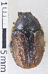  (Pseudoclithria - MIC61036-001)  @13 [ ] CreativeCommons - Attribution Share-Alike (2017) Christian Moeseneder Research Collection of Christian H. Moeseneder, Microuniverse Cetoniinae Research Collection