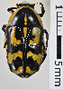  (Eupoecila - MIC61042-002)  @14 [ ] CreativeCommons - Attribution Share-Alike (2017) Christian Moeseneder Research Collection of Christian H. Moeseneder, Microuniverse Cetoniinae Research Collection