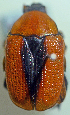  (Tapinoschema impar - MIC61050-001)  @14 [ ] CreativeCommons - Attribution Share-Alike (2017) Christian Moeseneder Research Collection of Christian H. Moeseneder, Microuniverse Cetoniinae Research Collection