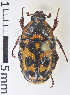  ( - MIC61063-001)  @12 [ ] CreativeCommons - Attribution Share-Alike (2017) Christian Moeseneder Research Collection of Christian H. Moeseneder, Microuniverse Cetoniinae Research Collection