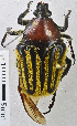  ( - MIC61098-002)  @13 [ ] CreativeCommons - Attribution Share-Alike (2017) Christian Moeseneder Research Collection of Christian H. Moeseneder, Microuniverse Cetoniinae Research Collection