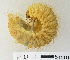  (Tapinoschema lacunosa - MIC61101-007)  @12 [ ] CreativeCommons - Attribution Share-Alike (2017) Christian Moeseneder Research Collection of Christian H. Moeseneder, Microuniverse Cetoniinae Research Collection
