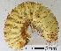  ( - MIC61123-006)  @12 [ ] CreativeCommons - Attribution Share-Alike (2017) Christian Moeseneder Research Collection of Christian H. Moeseneder, Microuniverse Cetoniinae Research Collection