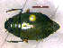  (Dineutus indicus - DBAU-BT-5)  @14 [ ] CreativeCommons - Attribution Non-Commercial Share-Alike (2012) Geoby George Sant Gadge Baba Amravati University, India