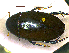  (Hydrophilus olivaceus - DBAU-BT-33)  @13 [ ] CreativeCommons - Attribution Non-Commercial Share-Alike (2012) Geoby George Sant Gadge Baba Amravati University, India