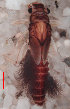  (Thraulus - JWA2564)  @13 [ ] Unspecified (default): All Rights Reserved  Unspecified Unspecified