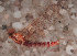  (Austrophlebioides spA - JWA2043)  @13 [ ] Unspecified (default): All Rights Reserved  Unspecified Unspecified