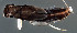  (Neboissophlebia - EPAVE64)  @13 [ ] Unspecified (default): All Rights Reserved  Unspecified Unspecified